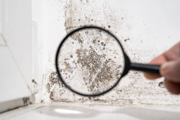 Mold Odor Removal Services in Brockton, MA